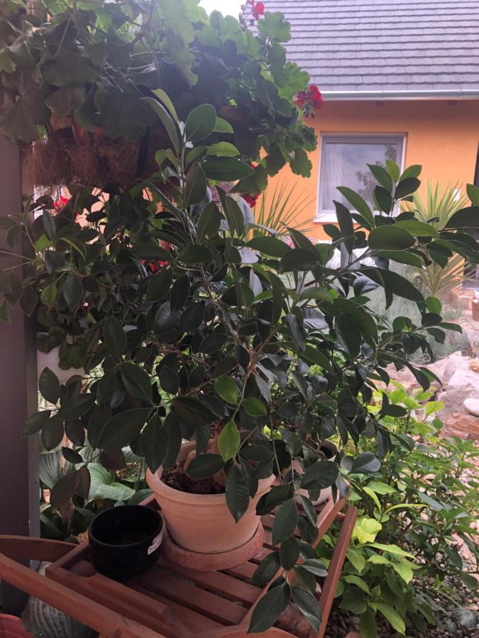 Dalia Apartman Gyoemro Eksteriør billede